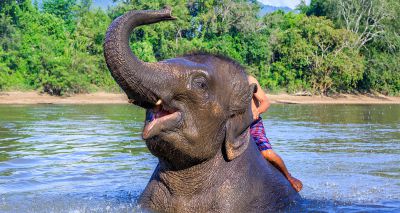 Government gains powers to tackle wildlife tourism cruelty