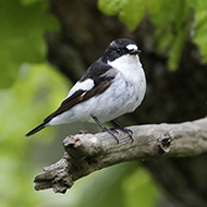 Migratory birds can adjust to climate change, study finds