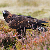 Golden eagle numbers soar in south Scotland