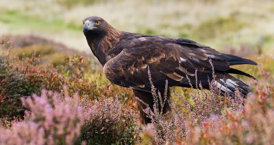 Golden eagle numbers soar in south Scotland