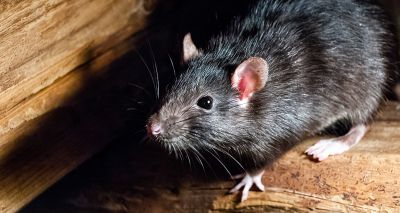 Invasive species cause 60 per cent of extinctions, report finds