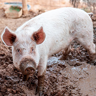 Cambodia swine flu strains raise pandemic concerns