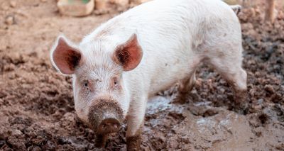 Cambodia swine flu strains raise pandemic concerns