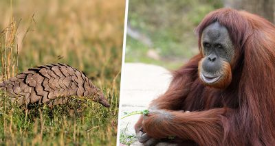 Naturewatch Foundation funds Indonesia animal ambulance