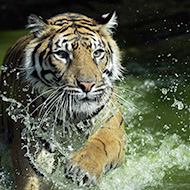 Zookeepers working to keep animals cool during heatwave