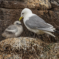 Avian flu hit six seabird colonies in 2023, National Trust reveal