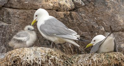 Avian flu hit six seabird colonies in 2023, National Trust reveal