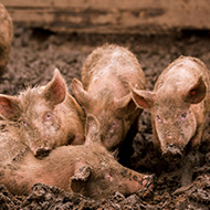 Researchers find pig gene needed for ASF virus