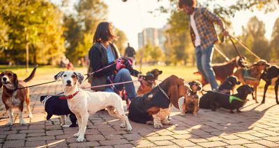 Movie 'pawdience' breaks world record