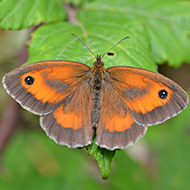 Butterfly count reveals increase in numbers