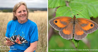 Butterfly count reveals increase in numbers