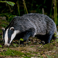 Badger Trust condemns Government badger cull targets
