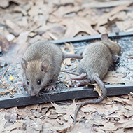 Wales snare and glue trap ban comes into force