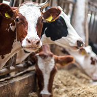 New strain of bluetongue spreads in the Netherlands