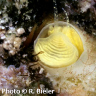 New 'margarita snails' discovered in Florida