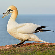  Seabirds show signs of avian flu immunity