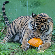 London Zoo celebrates Halloween early