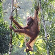 Bornean orangutans still in danger of illegal killings