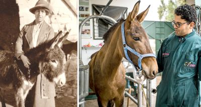 SPANA celebrates 100 years of helping animals