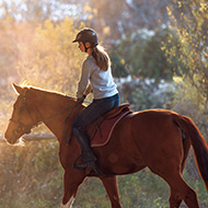 World Horse Welfare webinars return with arthritis session