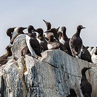 Guillemots hardest hit by avian flu in Scotland this summer