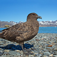 First cases of avian flu reported in Antarctic region