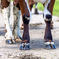 Modified surgery tackles neuromuscular condition in cattle