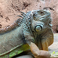 Rescued iguana finds forever home