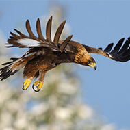 Scottish experts support Japan's golden eagle conservation