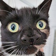 Cat with two noses found in adoption centre