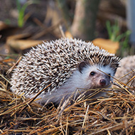 Public asked to help hoglets with food and water