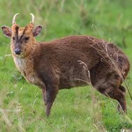 Study predicts next invasive species to threaten Scotland