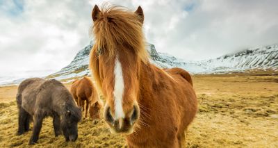 Research finds new immune-related genes in horses