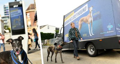 Blue Cross launches anti-greyhound racing campaign
