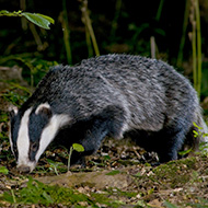 High court blocks Northern Ireland badger cull