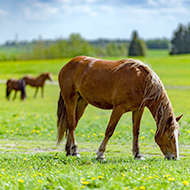 Testing guidance reissued after wormer resistance reports