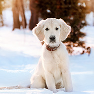 Think before buying pet for Christmas, deputy chief vet says