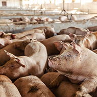 Human swine flu case discovered in UK