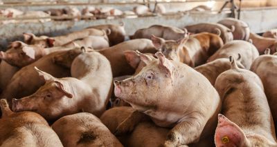 Human swine flu case discovered in UK