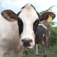 Bluetongue case confirmed in Great Britain