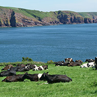 Bovine TB continues to decline in Wales