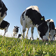 Four more bluetongue cases confirmed in England