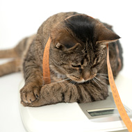 PDSA's Big Weigh In 2024 to tackle obesity