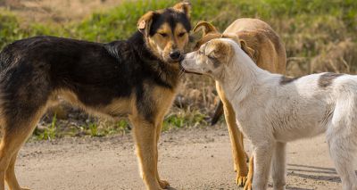 Over 2,000 stray pets neutered in Ukraine