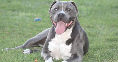 Vets call for extension of XL bully neutering deadlines