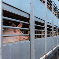 King's Speech promises livestock export ban