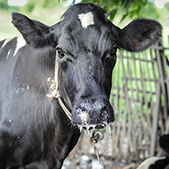 Nagoya Protocol posing challenges for livestock disease control