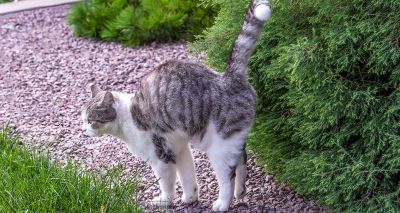 Cats use bacteria to communicate, study finds