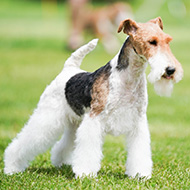 Wire fox terrier at risk of extinction