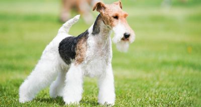 Wire fox terrier at risk of extinction